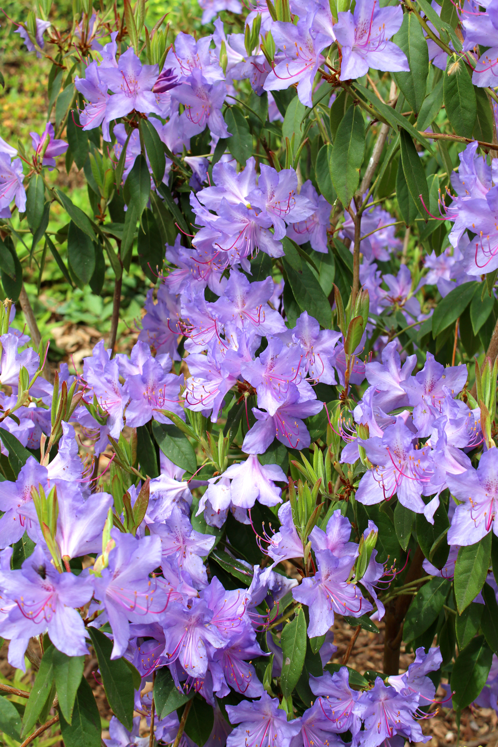 Purple rhododendron at Kew Gardens in Spring - London lifestyle blog