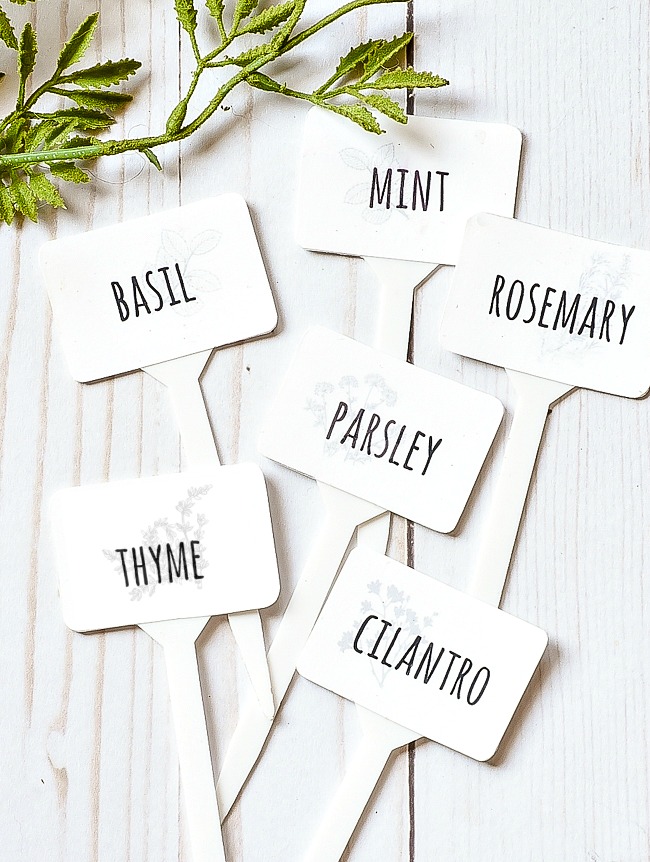 Dollar Tree Herb markers with free printable