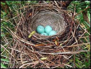 eggs in nest onequartermama.ca