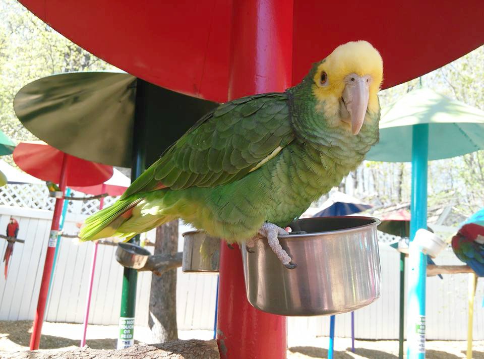 See Parrots on Vacation or Field Trip Visit Parrot Mountain Tennessee Adventures of Kids