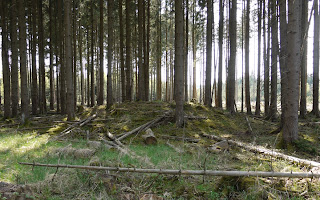 Bild 4: Grabhügel im Forstenrieder Park