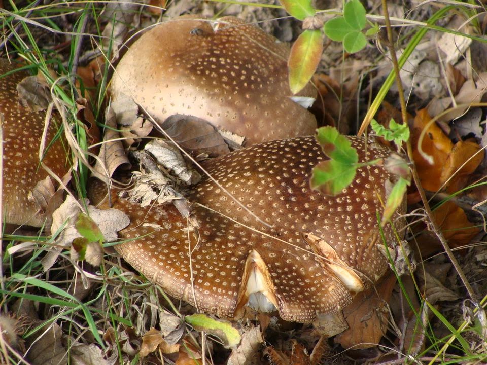 Amanita rubescens DSC24539