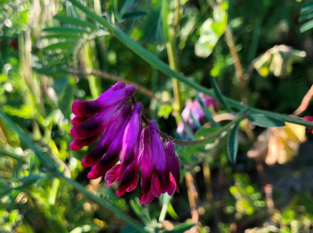 Flores Silvestres - Herbáceas em Flor
