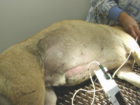  look at the increased size of the abdomen. Courtesy of GSRNE.org