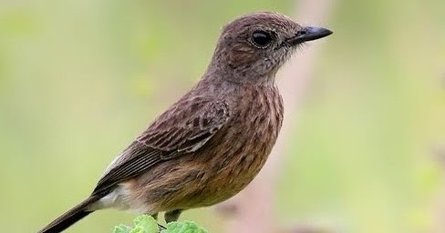 Ciri Ciri Fisik Burung Decu Betina Yang Akurat Kicau Mania