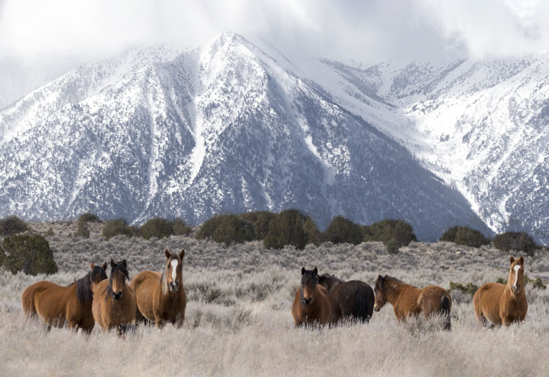 Visiting the wild horses of Carson Valley Munchie Musings
