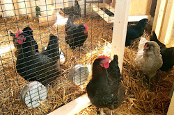 coop chicken lisa steele chickens fresh tour come eggs horizon structures