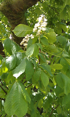 Chestnut Flowers