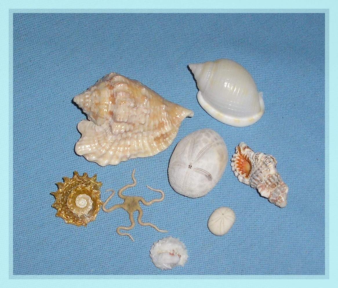 Морские раковины Карибского моря