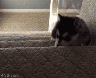 Funny animal gifs - part 224, funny gif of animals, best gif of animals, funny gif