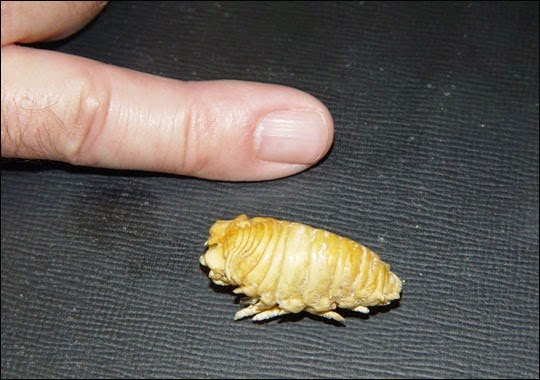 Ez a pinwormok elleni gyógyszer kerekféreg galandféreg pinworm