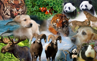 Dominio Eukarya - Reino Animal: dominio Eukarya (características)