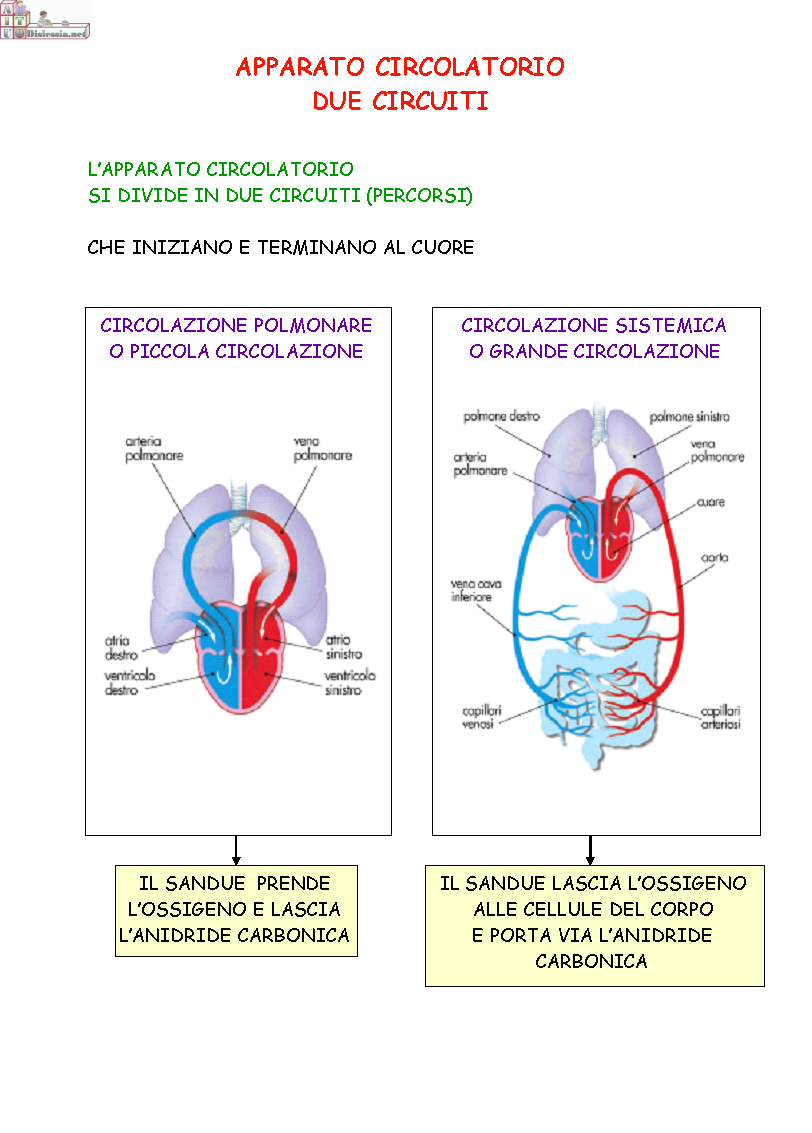 Modellino Apparato Circolatorio Fai Da Te Scuola Media Giovagnoli 2H 2015/2016: APPARATO CIRCOLATORIO
