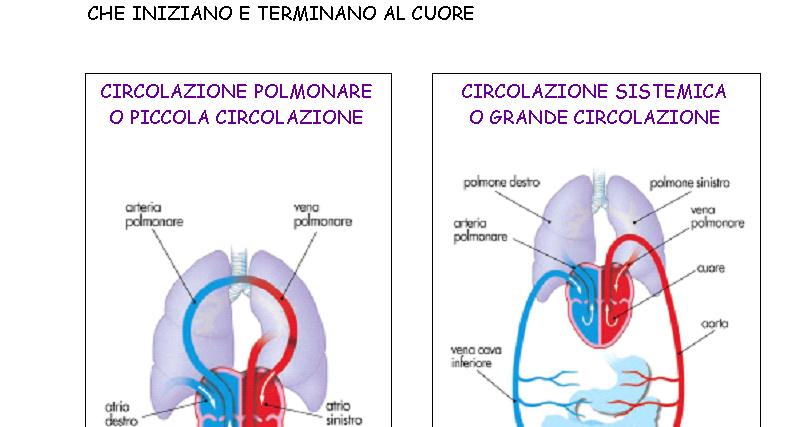La Piccola E La Grande Circolazione Scuola Media Giovagnoli 2H 2015/2016: APPARATO CIRCOLATORIO