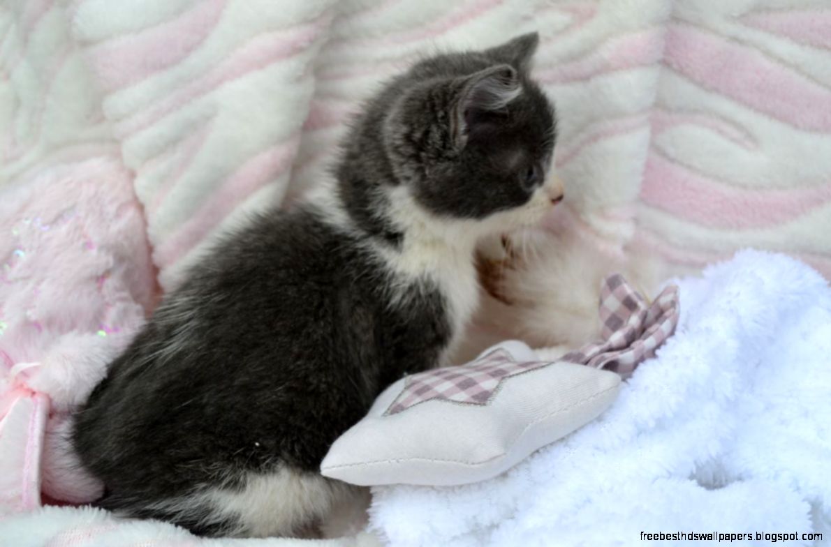 31 beautiful kittens  Beautiful Photos