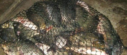 Cara Meracik Umpan Ikan Mas Terbaru Campuran Pelet Ampuh