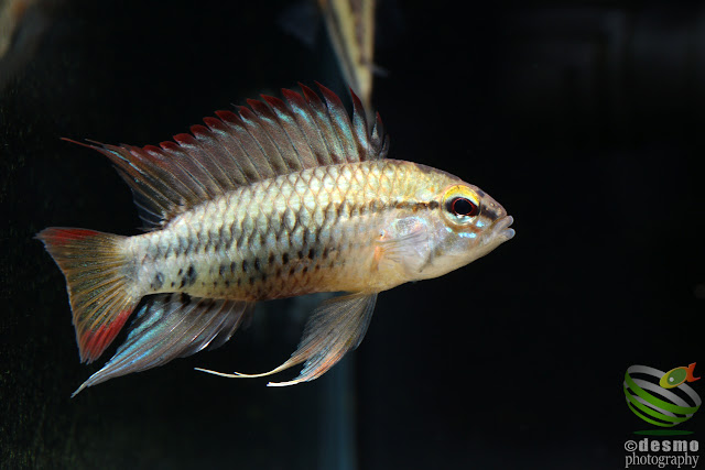 Apistogramma viejita