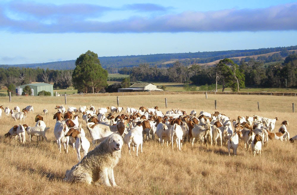 tambookie boer goats HISTORY