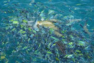 Langkawi Booking Hotel Chalet Kereta Sewa Pulau Payar