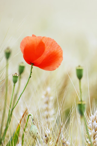poppy flower - Download iPhone,iPod Touch,Android Wallpapers