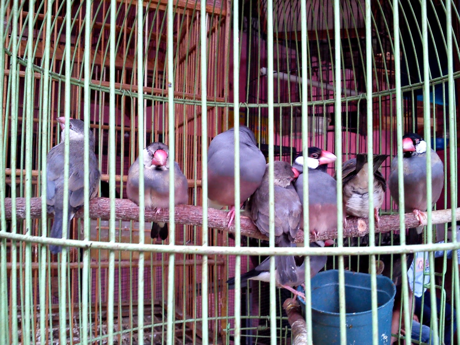 Pasar Burung Sukahaji, Bandung.
