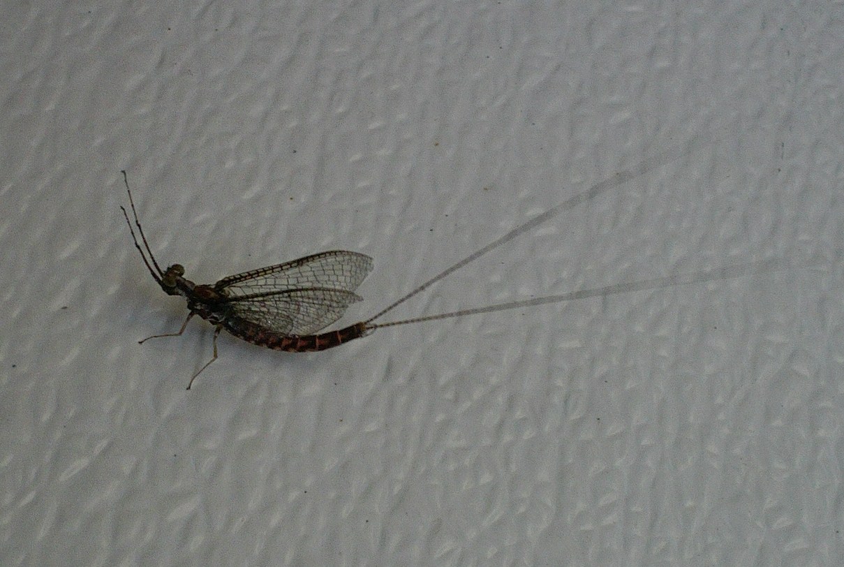 A brighter side of the grave Fish Flies