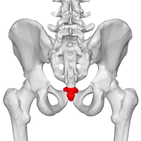Coccyx (tulang ekor) Coccyx (tulang ekor)
