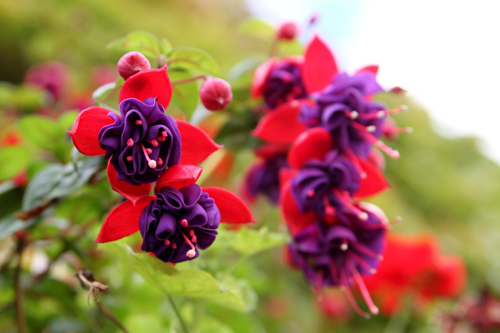 Beautiful Fuschia Flowers, Burford, Cotswolds, England, United Kingdom