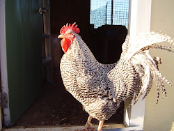 cumberland scotia nova field notes county