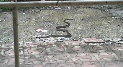 cobra, reptile, hood, snake