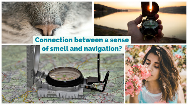 picture of a compass, woman smelling flowers and the nose of a cat.