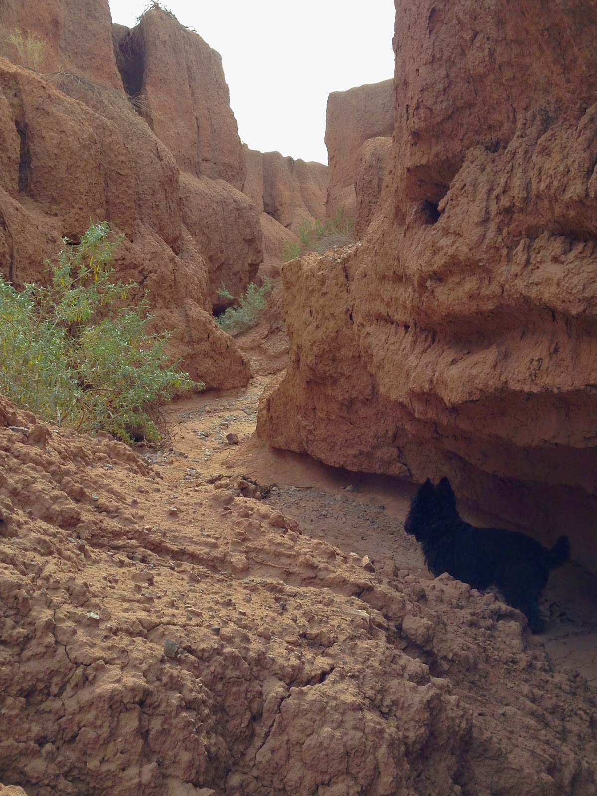 Southern New Mexico Explorer Toby Hole Mcleod Hills( Caballo Mountains)