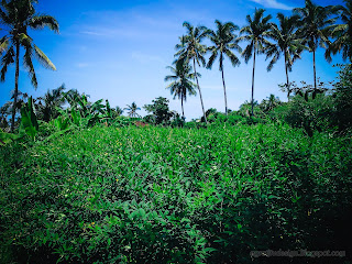 Garden Of Pigeon Pea Plants In The Agricultural Area At Ringdikit Village, North Bali, Indonesia