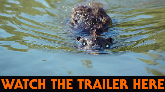 https://www.youtube.com/results?search_query=zombeavers+trailer