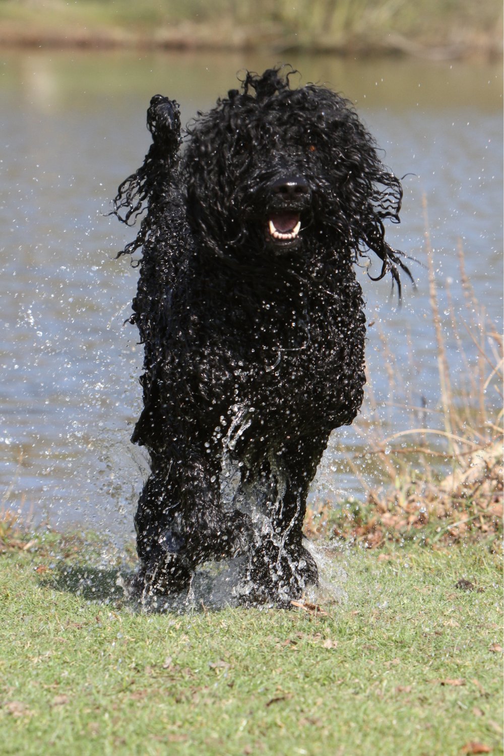Novaforesta Barbets French Water dogs, Betsy and Bepop