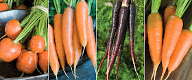 http://www.johnnyseeds.com/c-18-carrots.aspx?source=growingideas_carrots022014