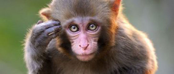 Heboh News Video Lucu Monyet Dance Anunya Berdiri Bikin