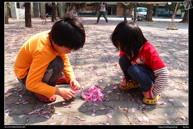2015-03-15雲林虎尾高中-印度櫻花羊蹄甲-櫻花下的許願