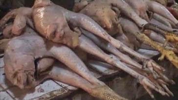 Kasus Ayam Tiren Di Indonesia Dan Peran Pemerintah