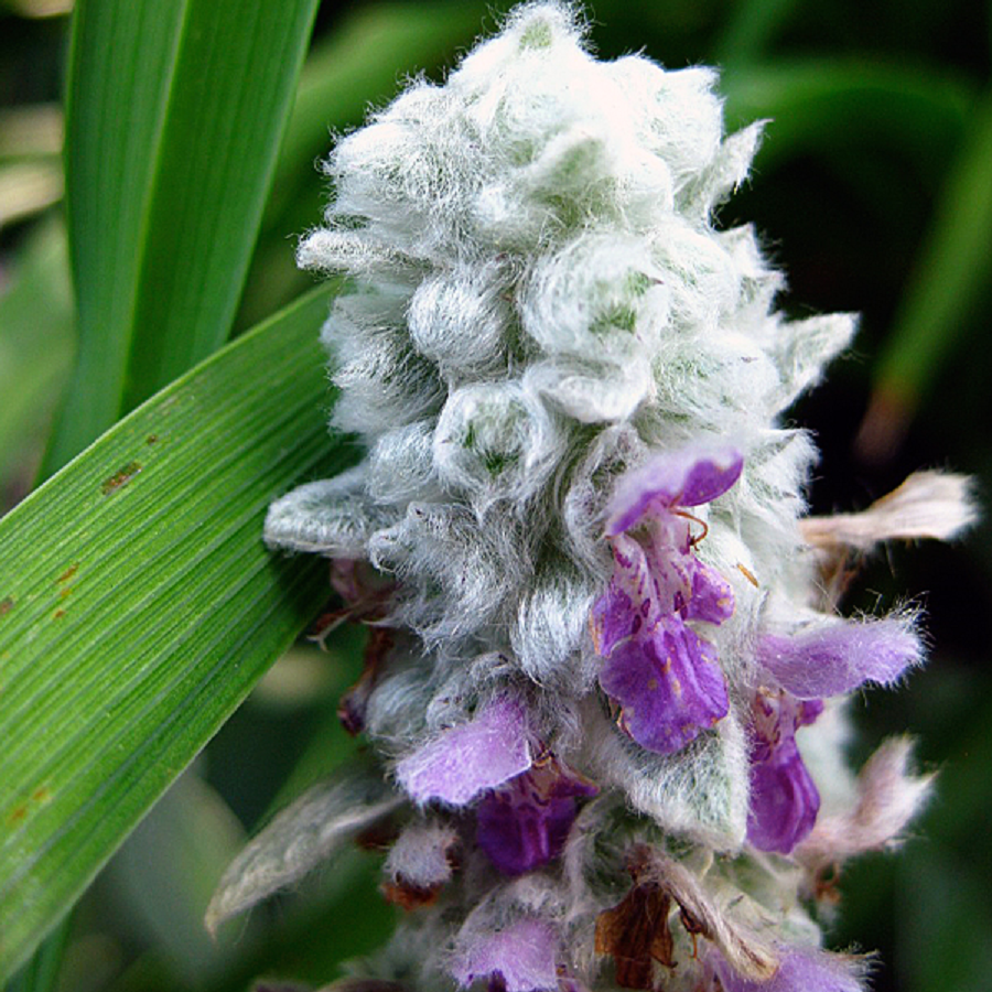 Colonial & Early American Gardens Plants in Early American Gardens Lamb's Ears