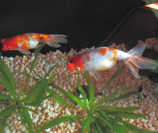 pompon, velvet ball, huna fusa, pompom goldfish, about pompom goldfish, pompom goldfish appearance, pompom goldfish breeding, pompom goldfish care, caring pompom goldfish, pompom goldfish color, pompom goldfish characteristics, pompom goldfish color varieties, pompom goldfish colors, pompom goldfish eggs, pompom goldfish facts, pompom goldfish history, pompom goldfish info, pompom goldfish images, pompom goldfish lifespan, pompom goldfish origin, pompom goldfish photos, pompom goldfish pictures, pompom goldfish rarity, pompom goldfish rearing, raising pompom goldfish, pompom goldfish size, pompom goldfish temperament, pompom goldfish uses, pompom goldfish varieties, pompom goldfish weight, pompom goldfish scales