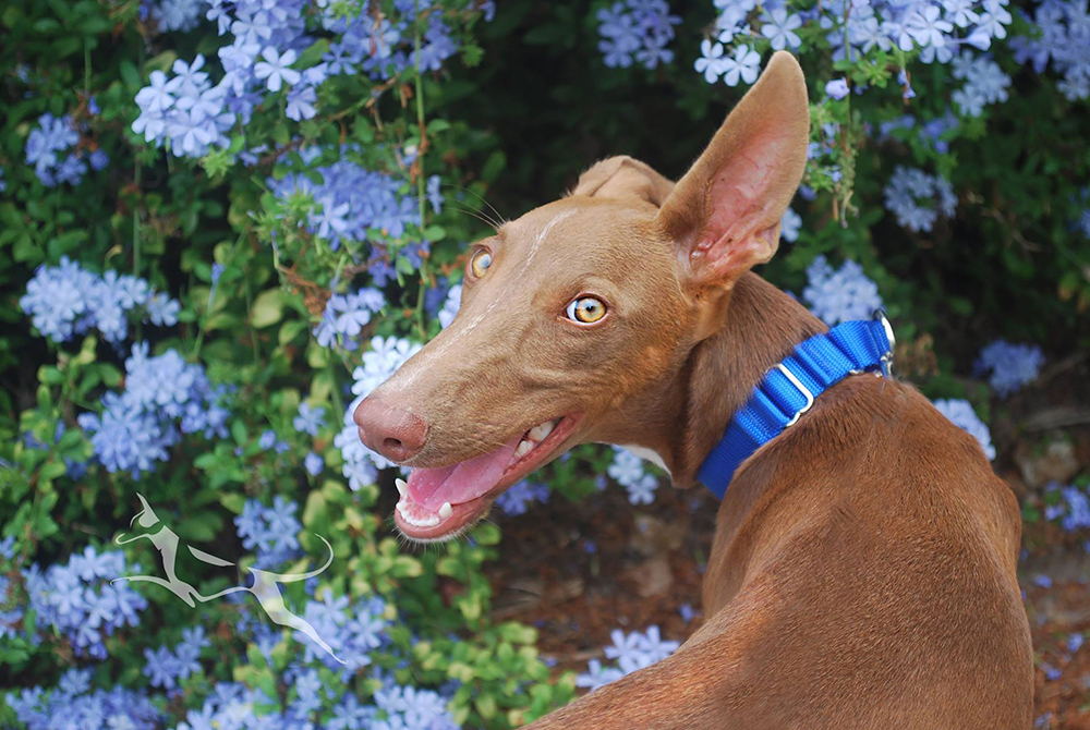 Everything about your Hound LUV My dogs