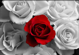 Red Rose
