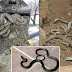 4 วิธีป้องกันงูเข้าบ้าน..รู้ไว้และชีวิตจะปลอดภัย