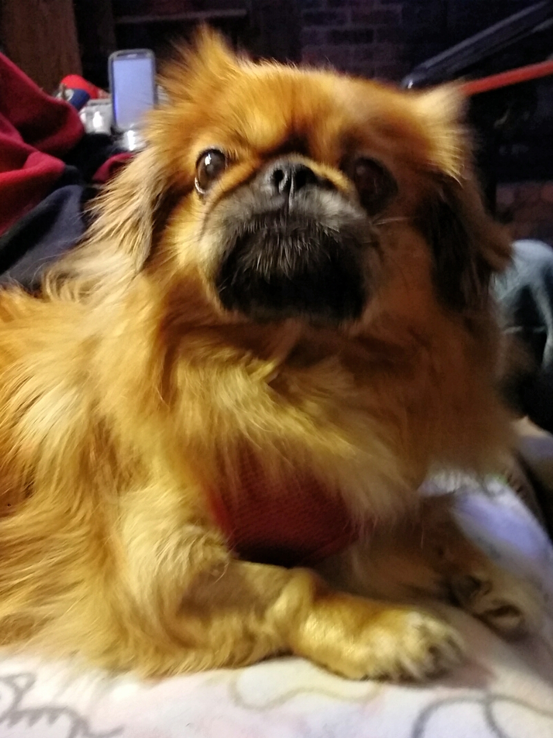 Must Love Pekes SECOND HAND DOGS