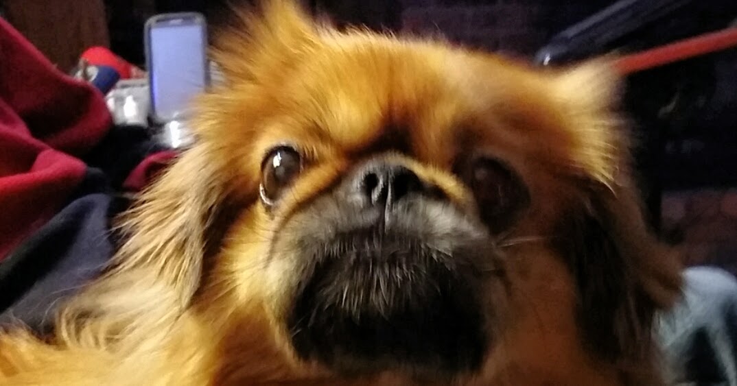 Must Love Pekes SECOND HAND DOGS