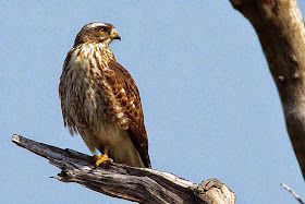 bird, Buzzard Eagle perched