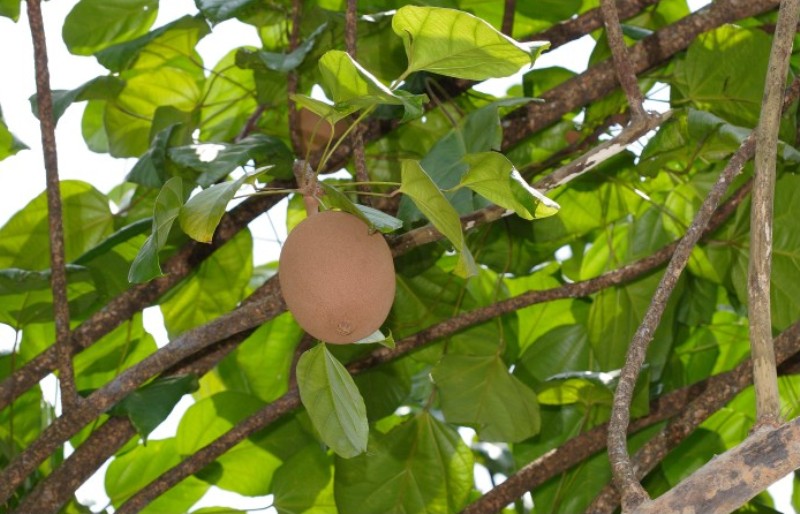 4 Tanaman Liar Beracun yang Mematikan - Survival Alam