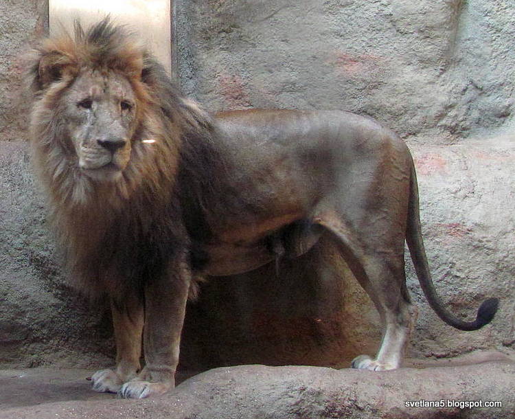Zoo Zagreb lev