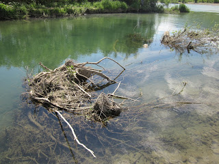 затопленные деревья в реке рика